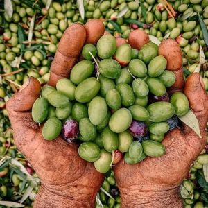 Puglia Olive Oil Tasting Experience