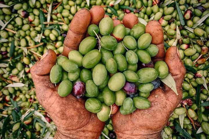 Puglia Olive Oil Tasting Experience