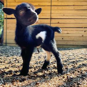 Lazio Cheese Workshop Experience