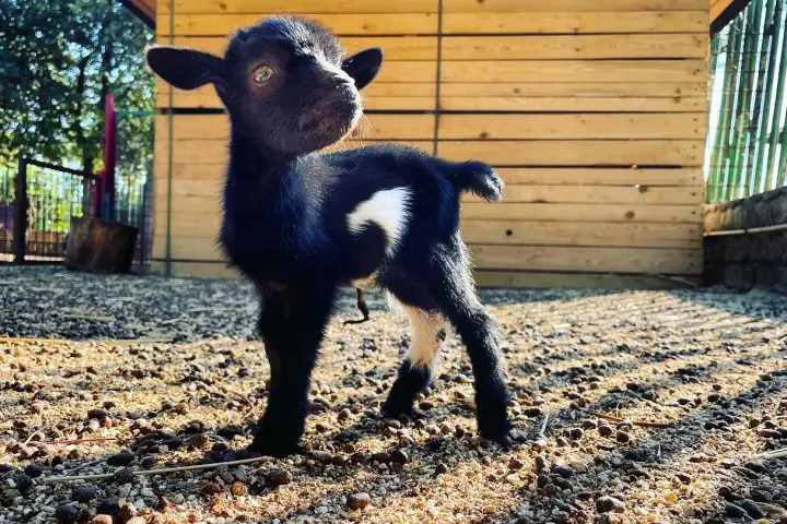 Lazio Cheese Workshop Experience