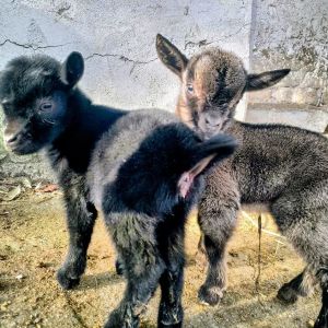 Lazio Cheese Workshop Experience