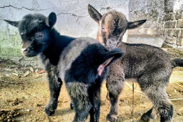 Lazio Cheese Workshop Experience