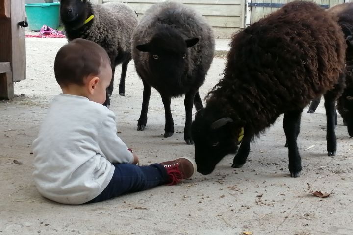 Brittany Little Donkey Workshop Experience