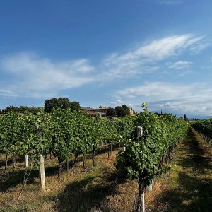 Verona Beekepping Visit & Tasting Experience