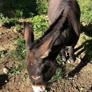Rhône-Alpes Walk with Donkeys Experience