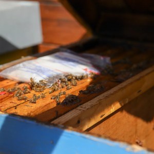 Verona Beekepping Visit & Tasting Experience