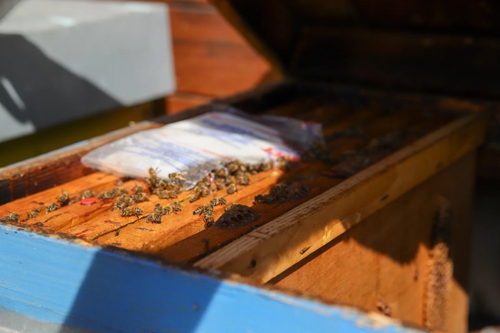 Verona Beekepping Visit & Tasting Experience