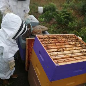 Brittany Little Beekeeper Workshop Experience