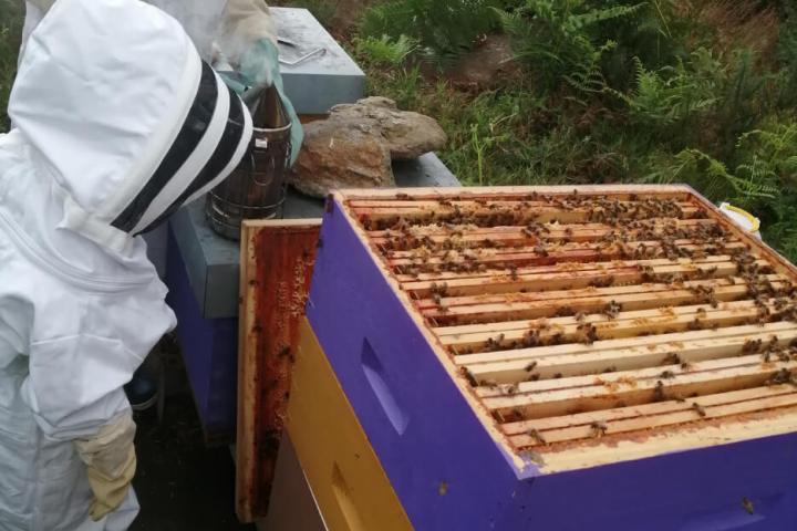 Brittany Little Beekeeper Workshop Experience