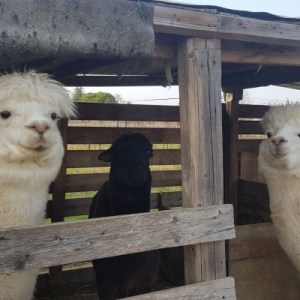 Veneto Farm Guided Tour