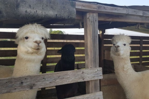 Veneto Farm Guided Tour