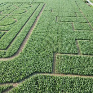 Friuli-Venezia Giulia Farm Picnic & Maze Experience