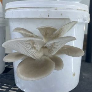 Normandy Aquaponics Tour & Workshops Experience