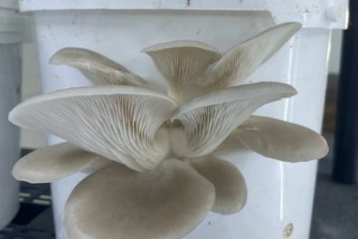 Normandy Aquaponics Tour & Workshops Experience