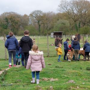 Brittany Little Donkey Workshop Experience