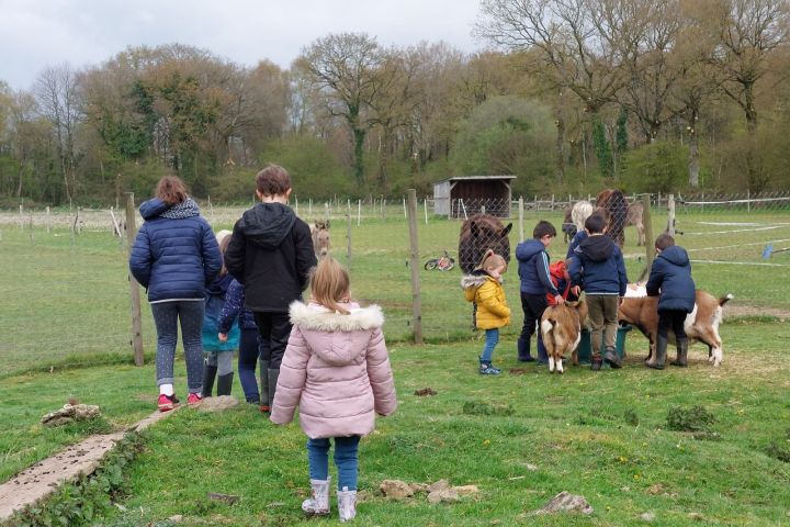 Brittany Little Donkey Workshop Experience