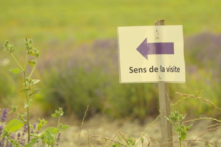 Languedoc Soap Making Experience