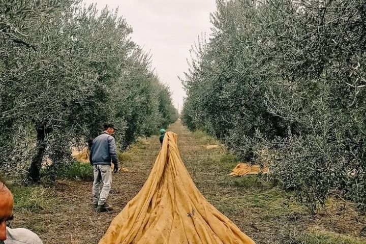 Puglia Olive Oil Tasting Experience