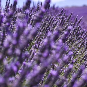 Languedoc Soap Making Experience