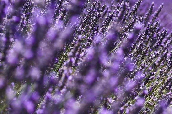 Languedoc Soap Making Experience