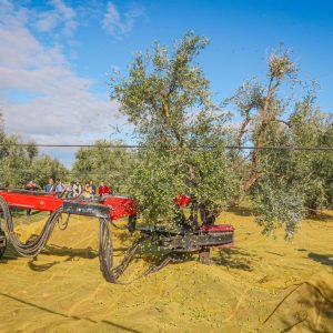 Puglia Olive Oil Tasting Experience