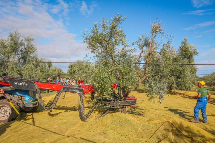Puglia Olive Oil Tasting Experience