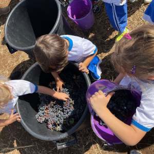 Lazio Grape Harvest Experience