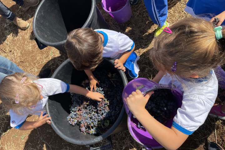 Lazio Grape Harvest Experience