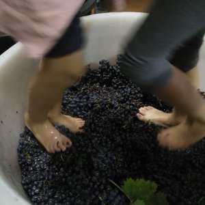 Lazio Grape Harvest Experience