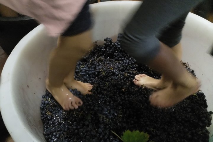 Lazio Grape Harvest Experience