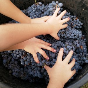 Lazio Grape Harvest Experience