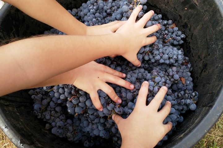 Lazio Grape Harvest Experience