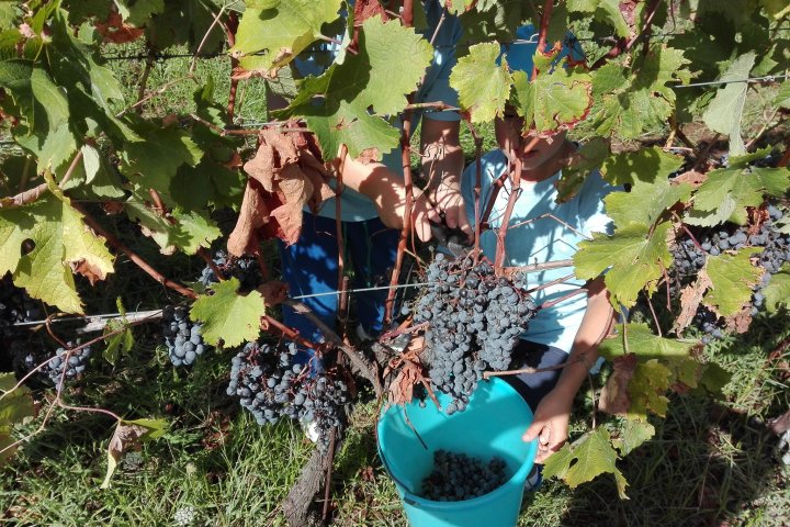 Lazio Grape Harvest Experience