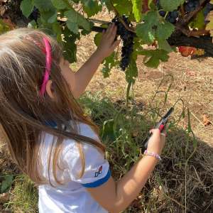 Lazio Grape Harvest Experience