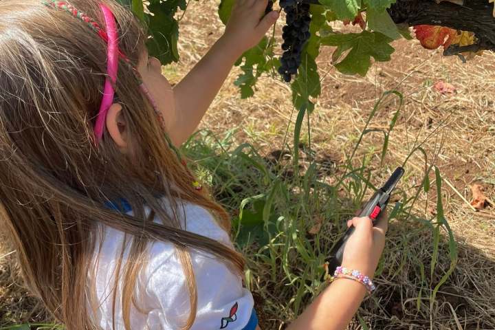 Lazio Grape Harvest Experience