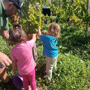 Lazio Grape Harvest Experience