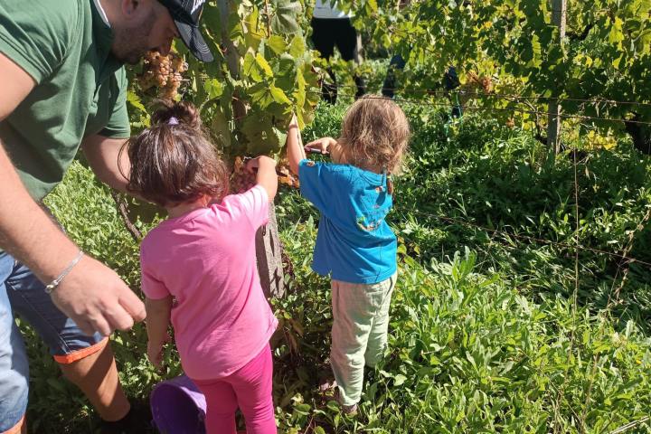 Lazio Grape Harvest Experience
