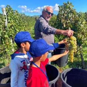 Lazio Grape Harvest Experience