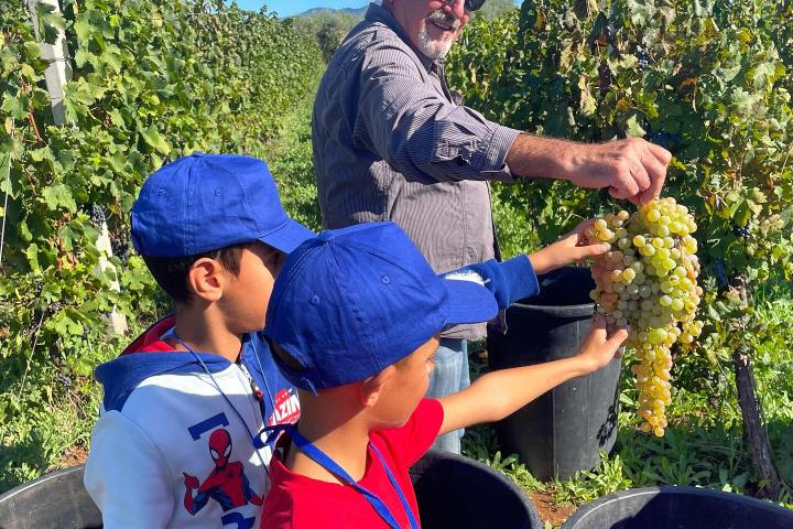 Lazio Grape Harvest Experience