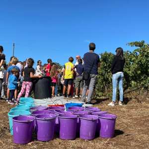 Lazio Grape Harvest Experience