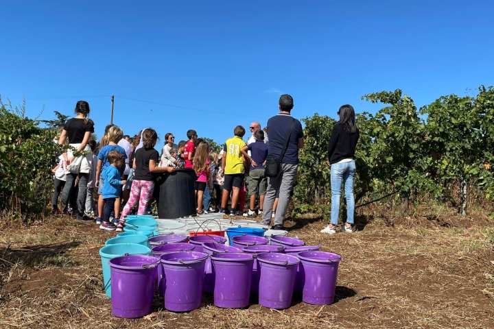 Lazio Grape Harvest Experience