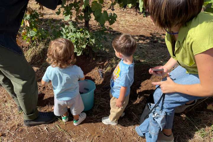 Lazio Grape Harvest Experience