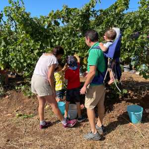 Lazio Grape Harvest Experience