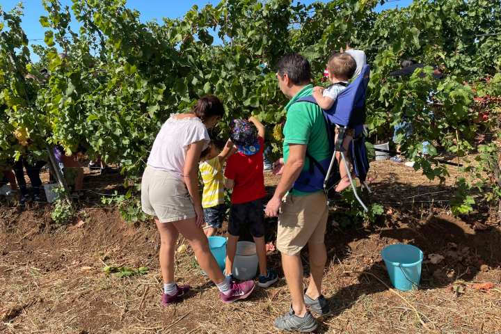 Lazio Grape Harvest Experience