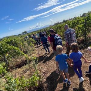 Lazio Grape Harvest Experience