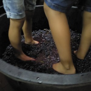 Lazio Grape Harvest Experience
