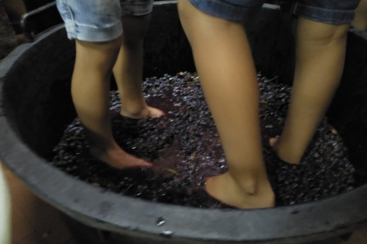 Lazio Grape Harvest Experience