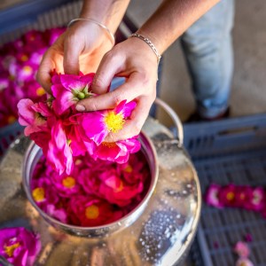 Loire Garden & Farm Immersive Experience