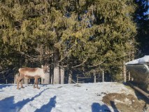 Rhône-Alpes Reindeer Experience