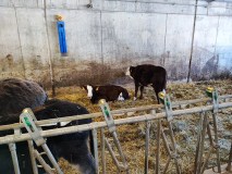 Rhône-Alpes Cheese Farm Tour Experience